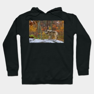 Timber Wolf Hoodie